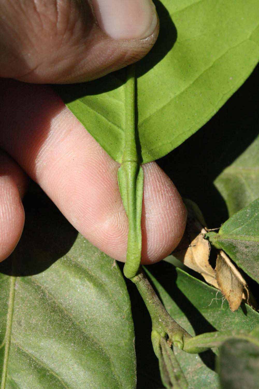              Petiole (Winter Haven, FL)       